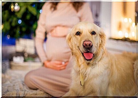 have-a-dog-in-pregnancy