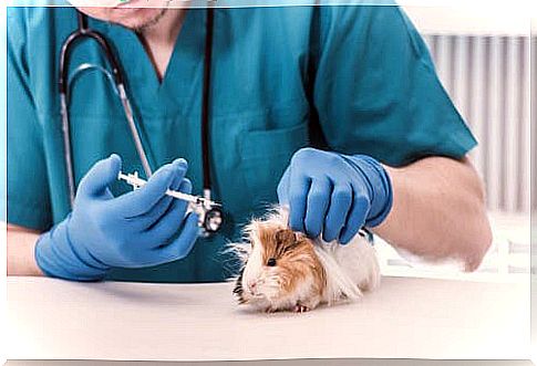 10 tips to recognize a sick rodent