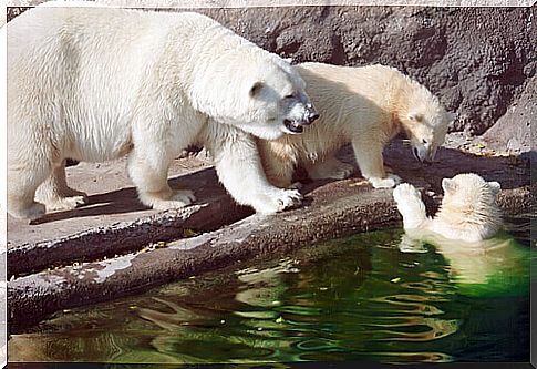 polar bears