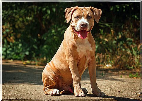 11 reasons not to have a Pit Bull