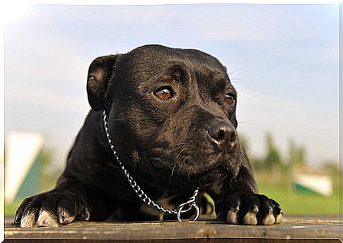 american-pitbull-terrier-3