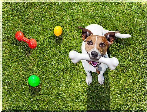 dog with toys