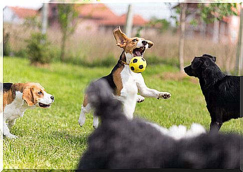 Dogs playing with ball