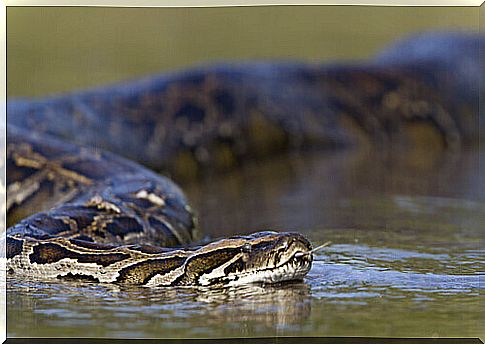 4 important facts about snakes