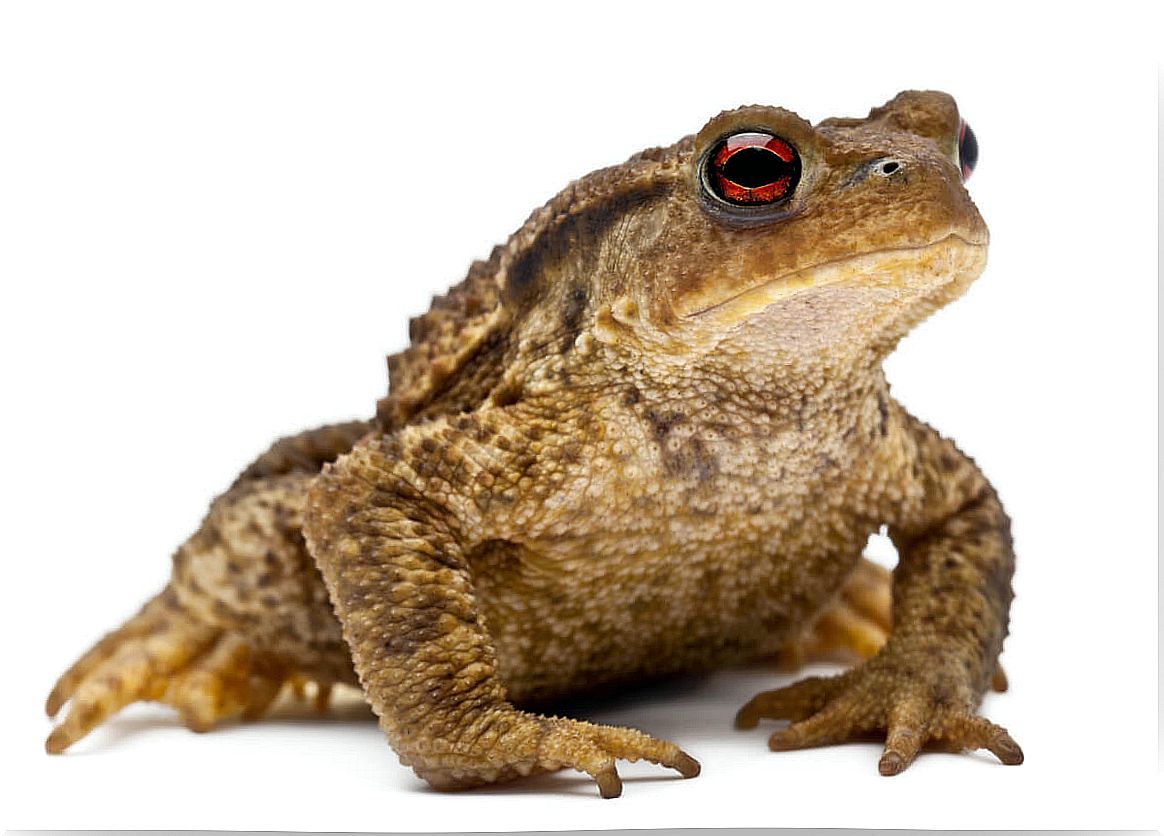 A frog on a white background.