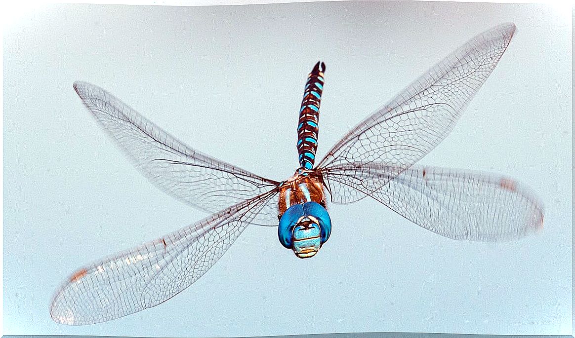 Dragonflies are animals that eat mosquitoes.