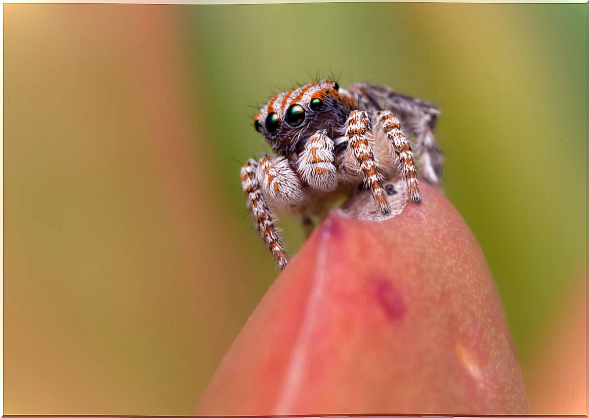 Spiders are mosquito-eating animals.