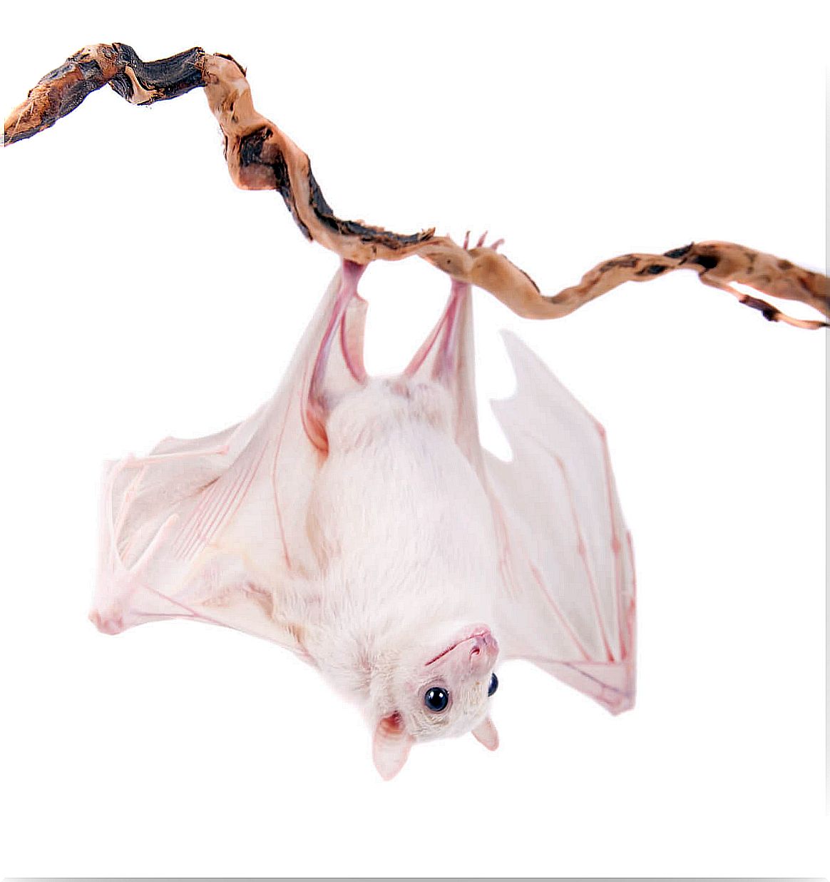 The bat is one of the albino animals.