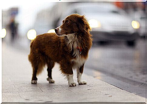 dog on the street