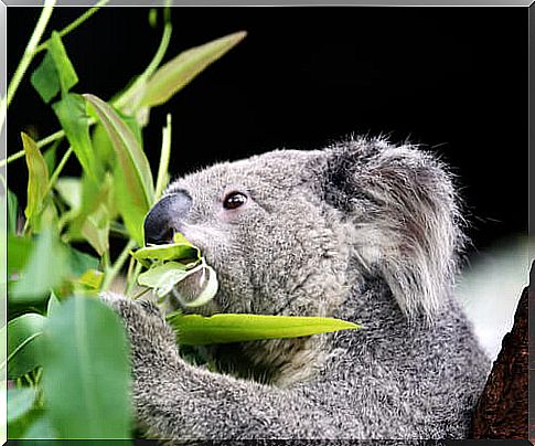 Curiosities about the koala