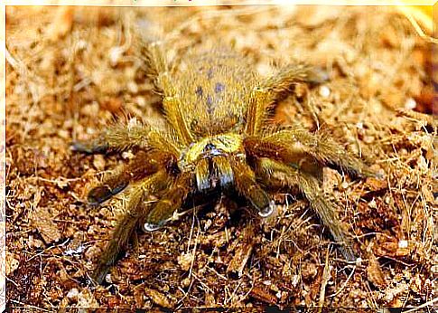 orange baboon tarantula