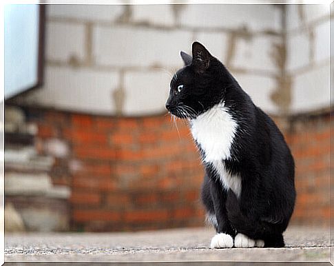 cat in the street