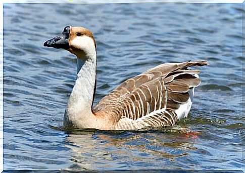 5 species of geese: come and see them!