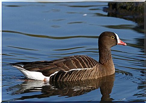 geese species