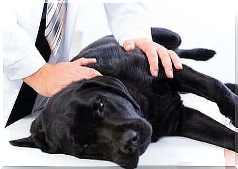 Things You Should Know to Give Your Dog First Aid