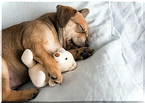 5 tips to help your puppy sleep through the night