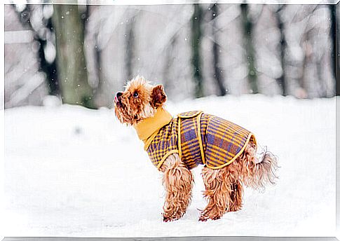 5 tricks to keep your dog from getting cold in winter