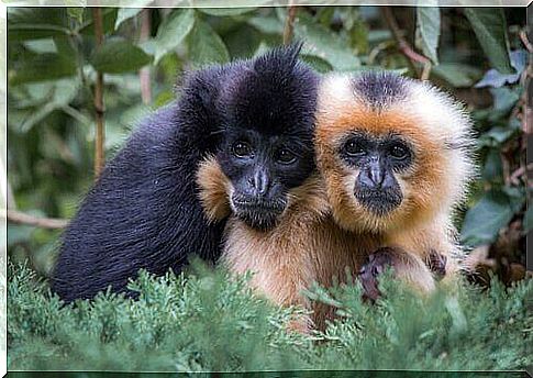 gibbon monkeys