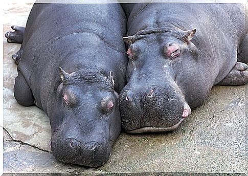 hippopotamus couple