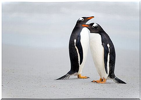 gentoo penguin couple