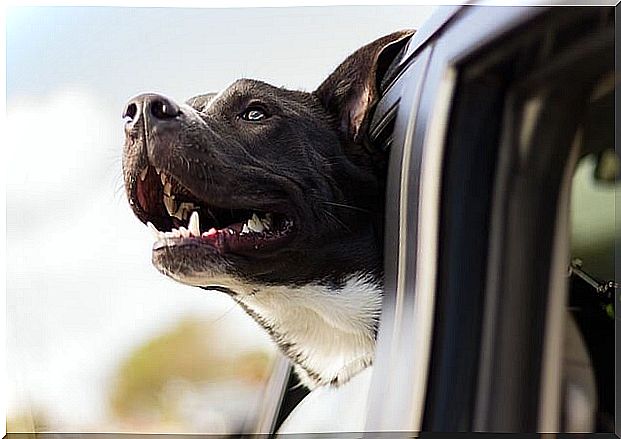 dog in the car window