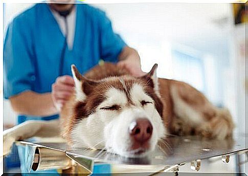 dog at the veterinarian