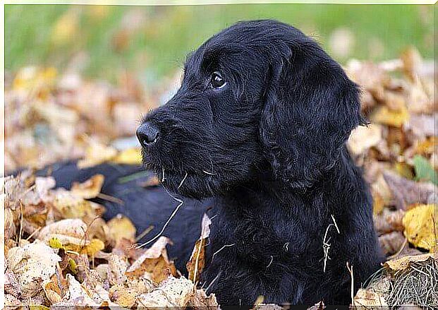 dog on autumn leaves