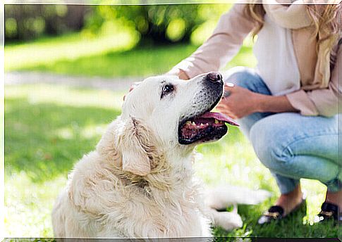 80-percent-of-people-don't-know-how-to-take care-of-their-pets