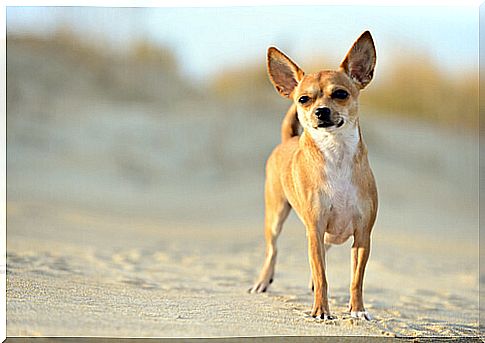 chihuahua dogs