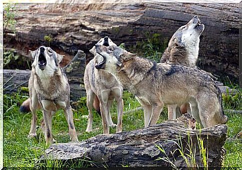 Wolf Pack