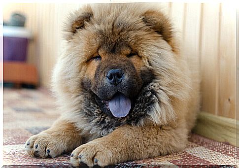 9 hard-to-train dog breeds