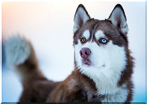 Siberian Husky: One of the Hardest Breeds to Train