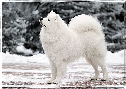 Samoyed: one of the hardest dog breeds to train