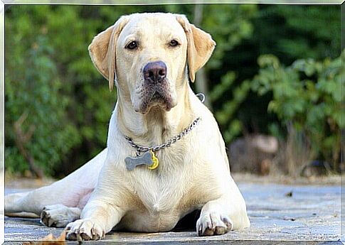 A dog took care of a Mexican teenager lost for two days in the mountains