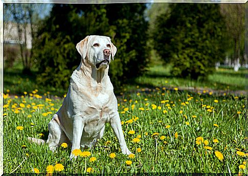 labrador-dog sitting