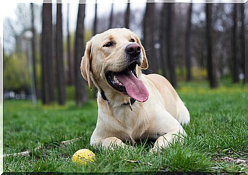 dog-labrador-ball