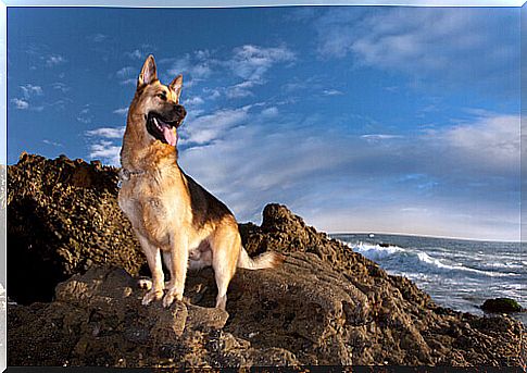 dog on rocks