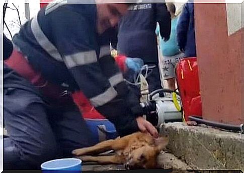 A firefighter manages to save a dog's life through mouth-to-mouth resuscitation