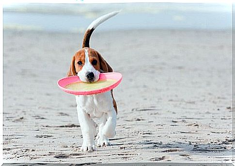 Dog with Frisbee in the mouth