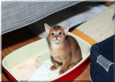 kitten in the sandbox