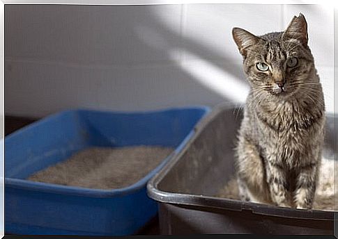 Advice to avoid the smell of the litter box