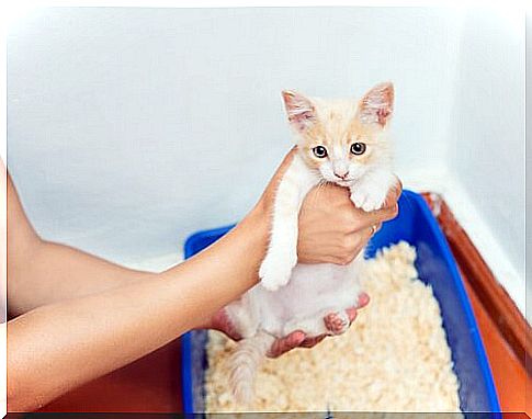 kitten in the sandbox