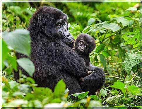 mountain gorilla with cub