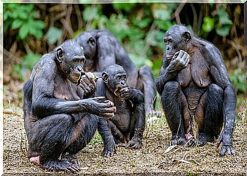 bonobo monkeys eating