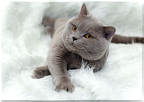 All About British Shorthair