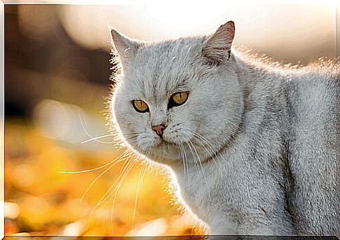 fur of the brightest cat