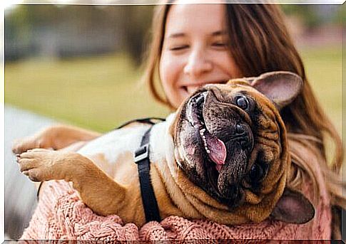 Pug on the owner's lap