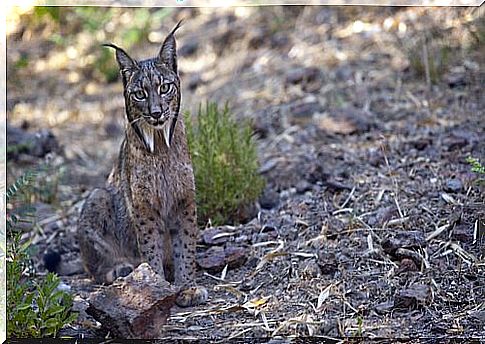 An Iberian lynx in Barcelona?