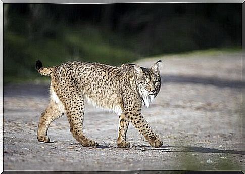 Iberian Lynx 