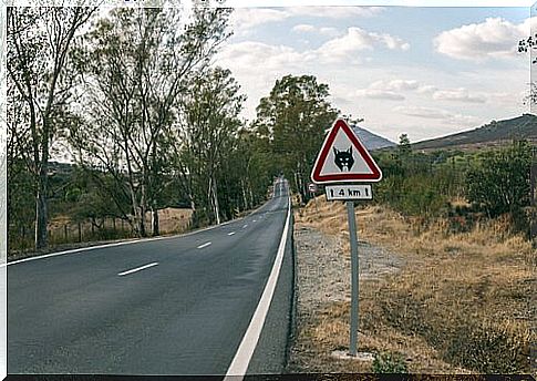 Iberian lynx crossing road 